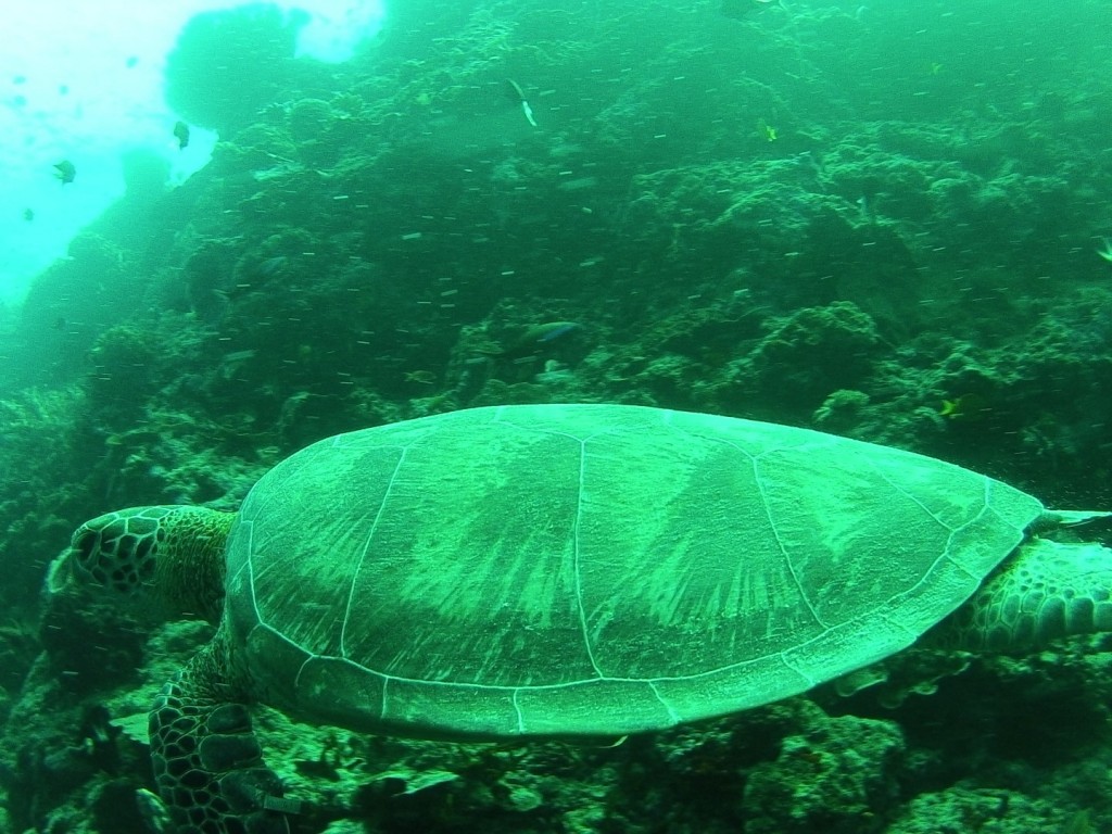 sea turtle at sipadan