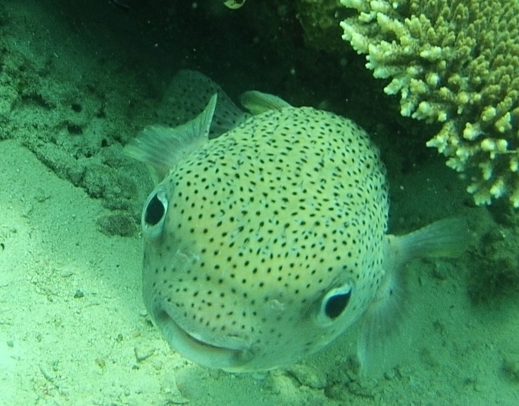 a porcupine fish saying hello