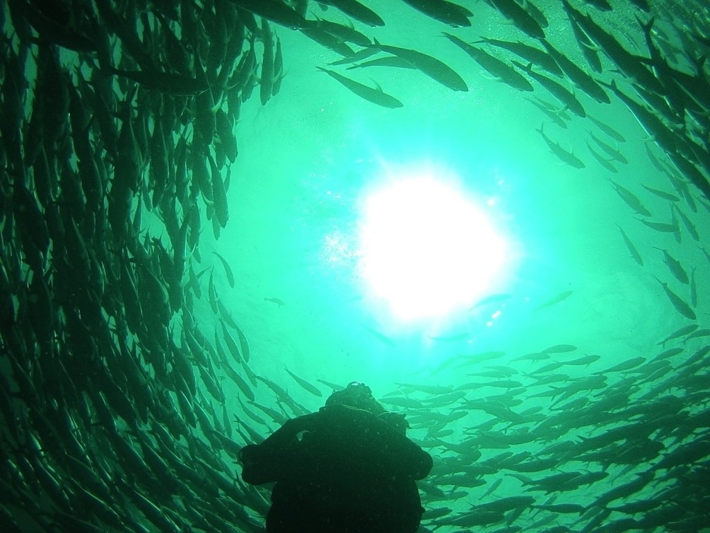 sally surrounded by the trevally