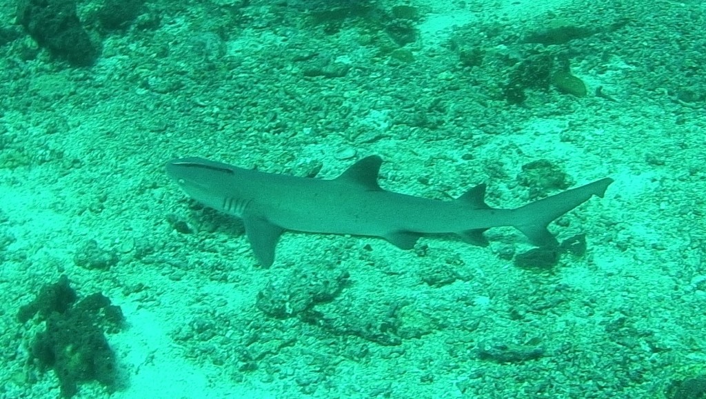 lots of reef sharks here, not at all dangerous