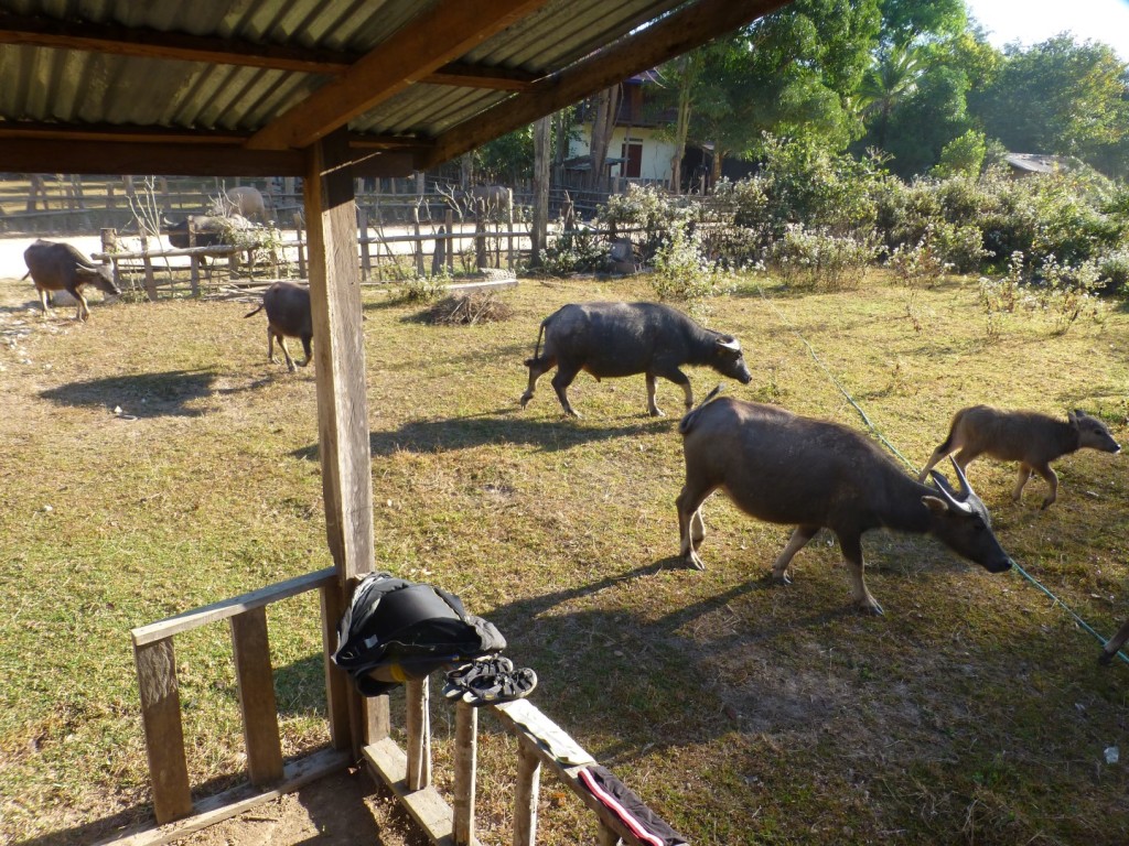 they came back in the morning for a picture!