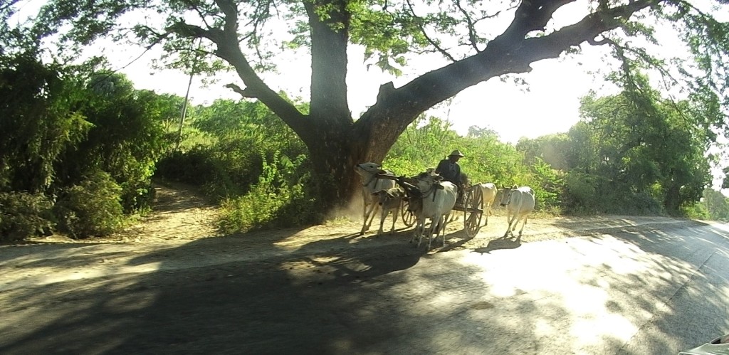 Cows with wooden carts... a moment back in time!