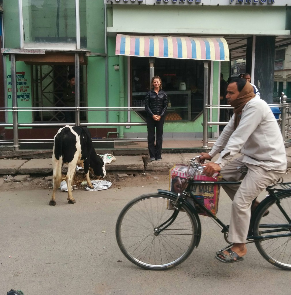 cows... everywhere.