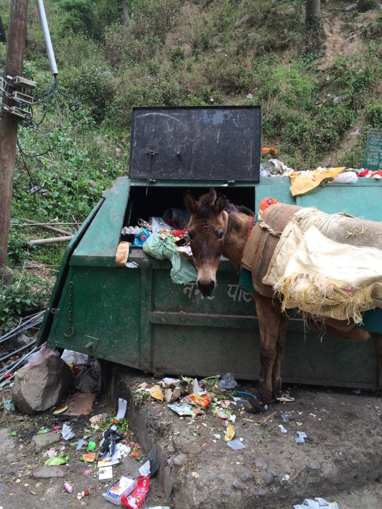 A cute donkey busted in the bin