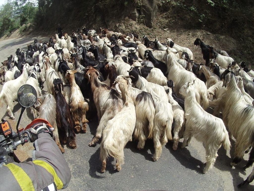 Cashmere goats... so thats where its from!
