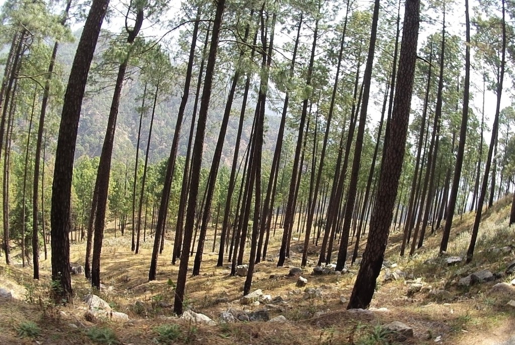 Alpine forests