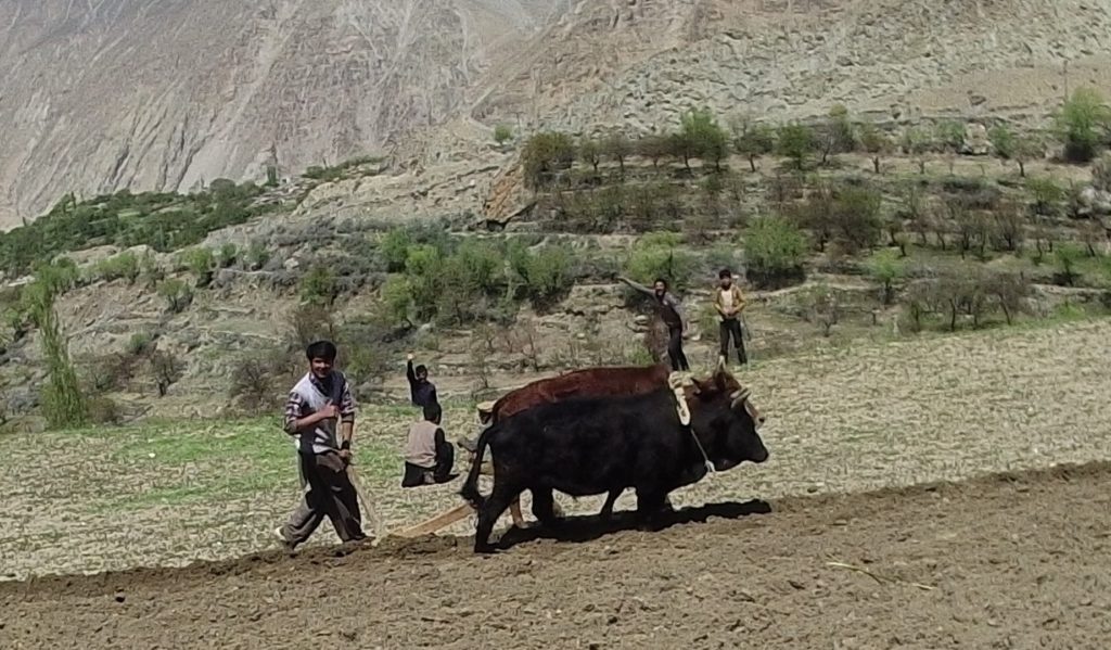 Some friendly locals ploughing the fields