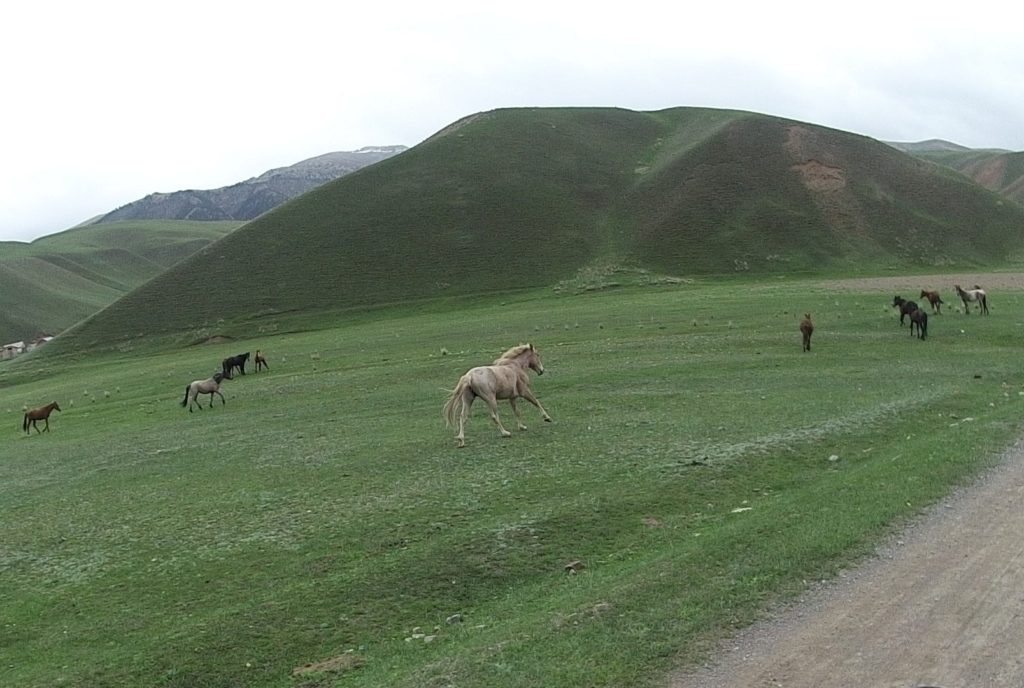 more horses