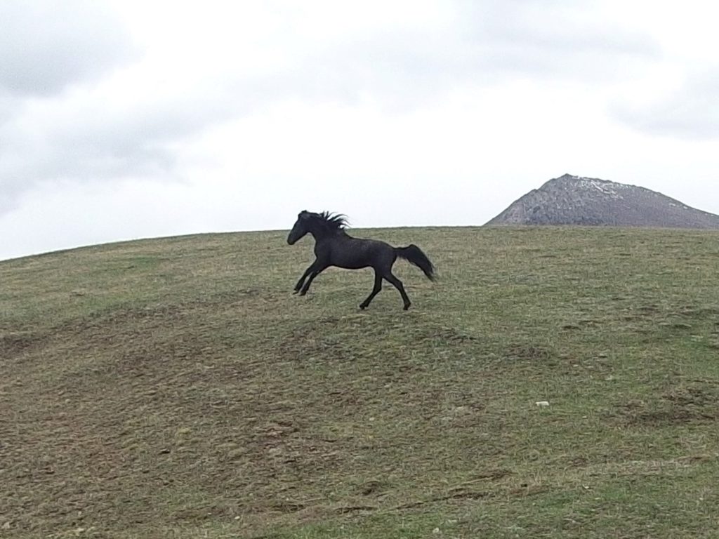 A horse running freely