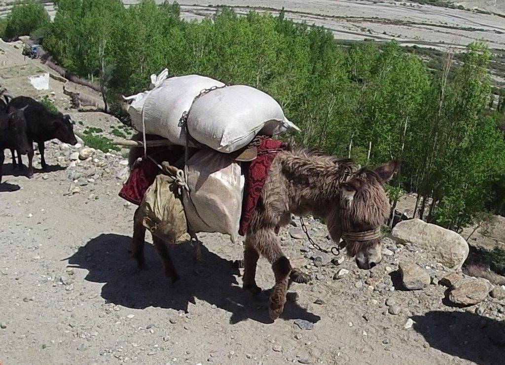 emo donkey with big fringe, (all the animals are shedding their winter coats)