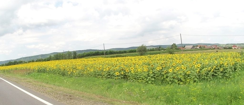 One of hundreds of sunflower fields